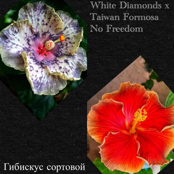 Гибискус сортовой White Diamonds x Taiwan Formosa No Freedom