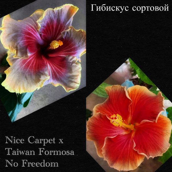 Гибискус сортовой Nice Carpet x Taiwan Formosa No Freedom