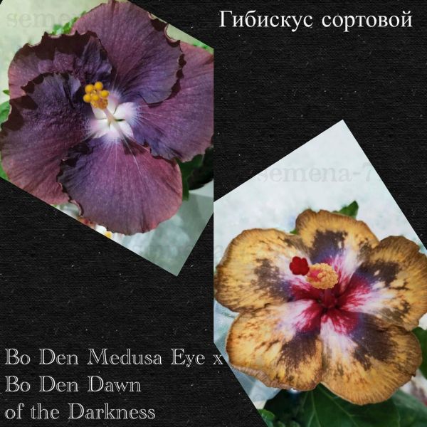 Гибискус сортовой Bo Den Medusa Eye x Bo Den Dawn of the Darkness