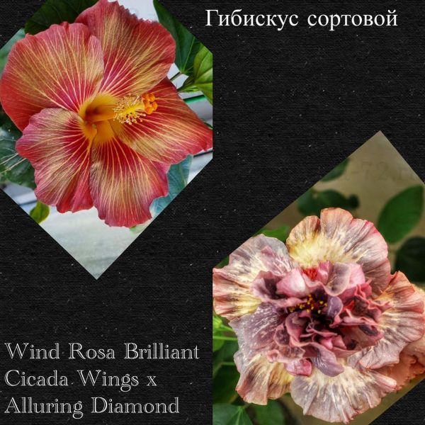 Гибискус сортовой Wind Rosa Brilliant Cicada Wings x Alluring Diamond