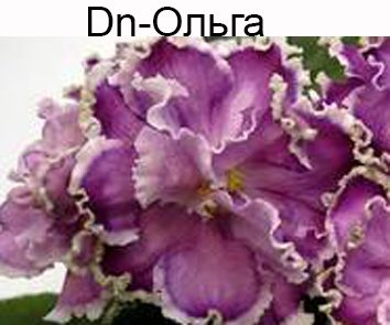 Dn-Ольга (Денисенко)