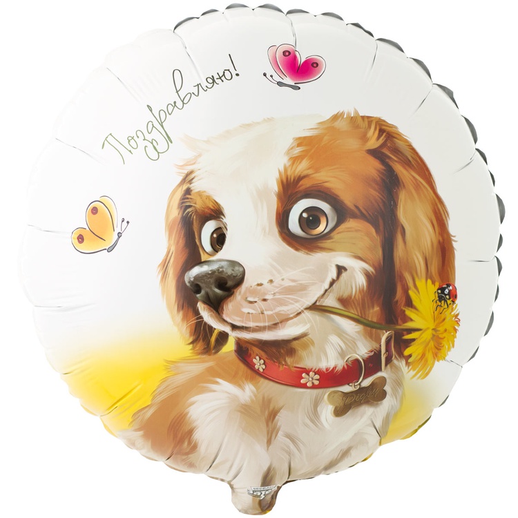 Собачка с цветком Спаниель Поздравляю шар фольгированный с гелием