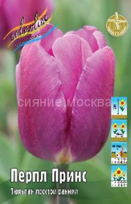 Тюльпан	Перпл Принс (Tulipa Purple Prince), ПРОСТОЙ РАННИЙ, 11/12, 1 шт