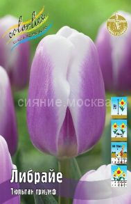 Тюльпан	Либрайе (Tulipa Librije), ТРИУМФ, 12/+, 1 шт