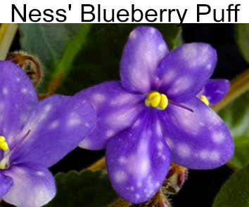 Ness`Blueberry Puff