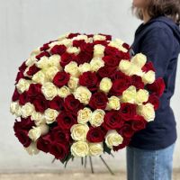 101 белая и красная роза Эквадор в ленте (от 50см)