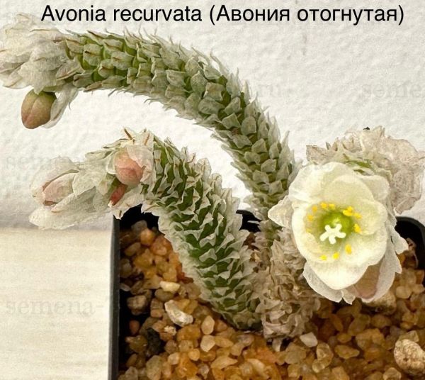 Avonia recurvata (Авония отогнутая)