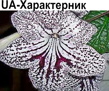 UA-Характерник (Склярова)