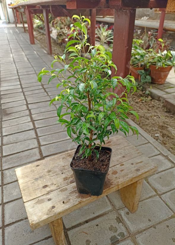 Фикус Бенджамина Пандора "Ficus Benjamina Pandora"