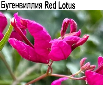 Бугенвиллия Red Lotus