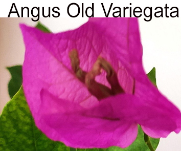 Бугенвиллия Angus Old Variegata