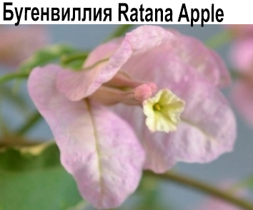 Бугенвиллия Ratana Apple