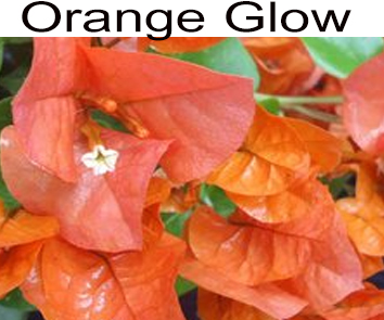 Бугенвиллия Orange Glow