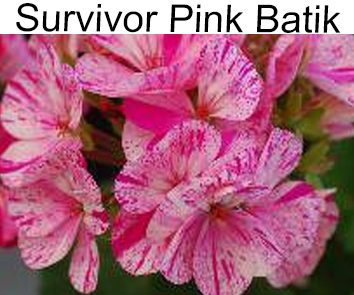 Survivor Pink Batik пеларгония зональная