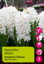 Гиацинты Айолос 3шт / Hyacinthus Aiolos