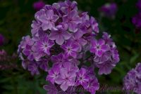 Флокс 'Колокольный перезвон' / Phlox 'Kolokol'nyj perezvon'