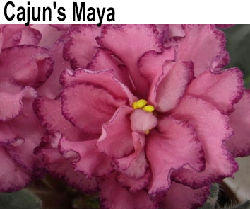 Cajun`s Maya