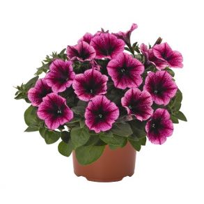 191 Петуния Sweetunia Purple Gem (Dummen)   - 10шт URC