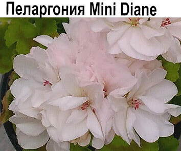 Пеларгония карликовая Mini Diana