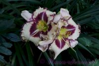 Лилейник 'Пепл Флейм' / Hemerocallis 'Purple Flame'