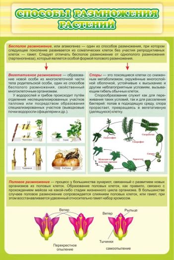 Стенд для кабинета биологии "Способы размножения растений"