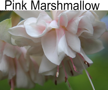 Фуксия Pink Marshmallow ампель