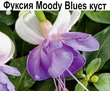 Фуксия Moody Blues куст