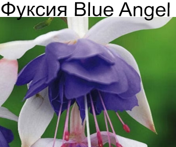 Фуксия Blue Angel ампель