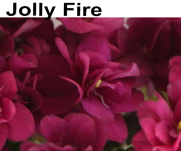 Jolly Fire