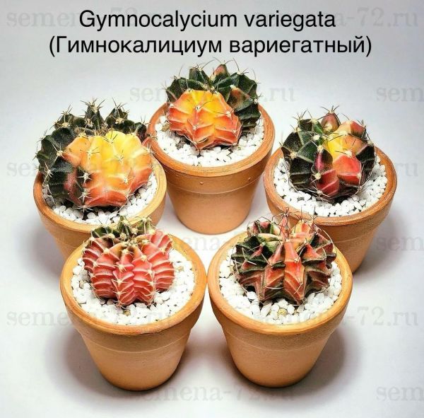 Gymnocalycium variegata (Гимнокалициум вариегатный)